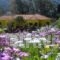 Countryside Studios_accommodation_in_Hotel_Ionian Islands_Kefalonia_Kefalonia'st Areas